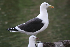 Larus dominicanus dominicanus