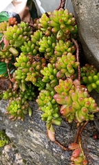 Sedum × rubrotinctum