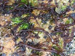 Nemalion elminthoides