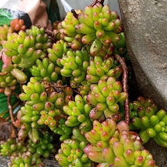 Sedum × rubrotinctum