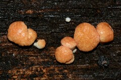 Trichoderma paraviridescens