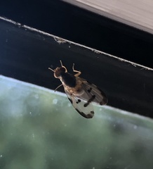 Palloptera umbellatarum