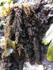 Callithamnion pikeanum