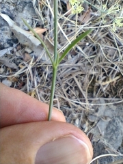 Asperula aristata scabra