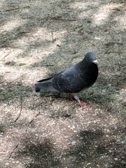 Columba livia domestica