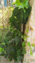 Hedera helix