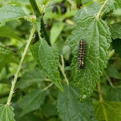 Aglais caschmirensis