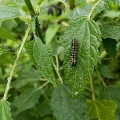 Aglais caschmirensis