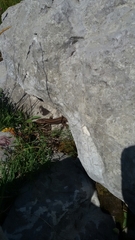 Podarcis muralis muralis