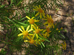 Euryops linearis