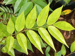 Koompassia malaccensis