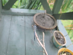 Brachydiplax sobrina