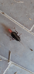 Blatta orientalis