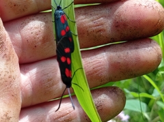 Zygaena viciae