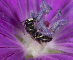Hylaeus confusus