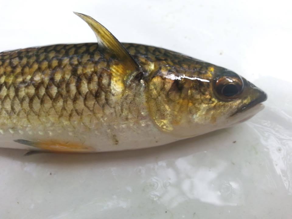 rocky mountain altitude mullet