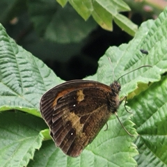 Pyronia tithonus