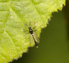 Cricotopus bicinctus