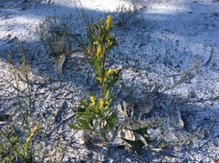 Synaphea polymorpha