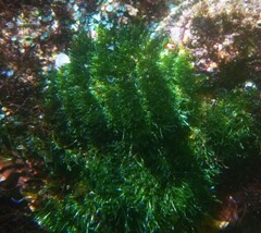 Valoniopsis