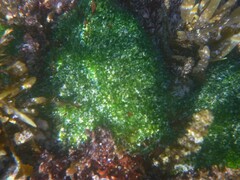 Valoniopsis