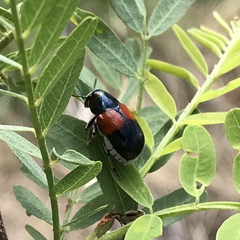 Megalostomis pyropyga