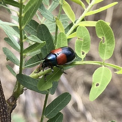 Megalostomis pyropyga