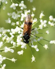 Arge cyanocrocea