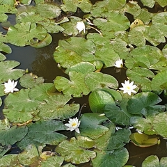 Nymphaea alba