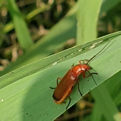 Rhagonycha fulva