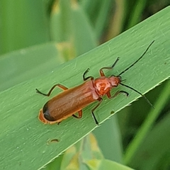 Rhagonycha fulva