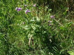 Hesperis pycnotricha