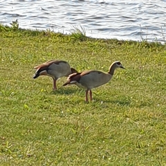 Alopochen aegyptiaca