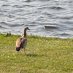 Alopochen aegyptiaca