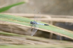 Orthetrum albistylum