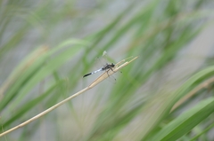 Orthetrum albistylum