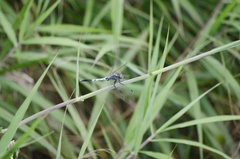 Orthetrum albistylum