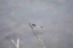 Orthetrum albistylum