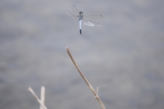 Orthetrum albistylum