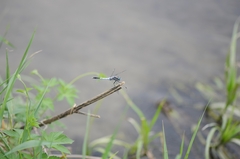 Orthetrum albistylum