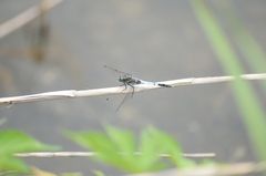 Orthetrum albistylum