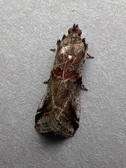 Acrobasis suavella