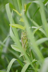 Gampsocleis ussuriensis