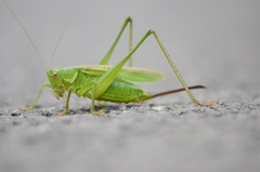 Gampsocleis ussuriensis