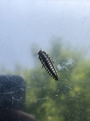 Oiceoptoma thoracicum