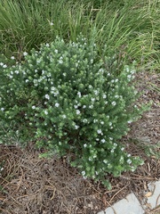 Westringia fruticosa