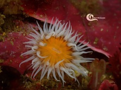 Actinothoe sphyrodeta