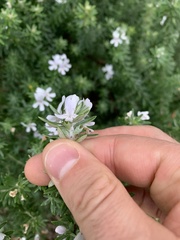 Westringia fruticosa