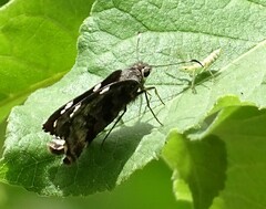 Codatractus arizonensis