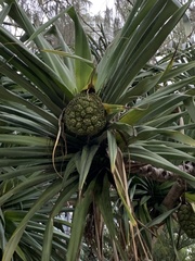 Pandanus tectorius